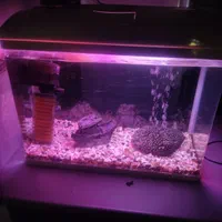 آکواریوم بهمراه لوازم|ماهی|لاهیجان, بازکیاگوراب|دیوار