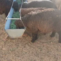 بره  نر سبک سبک|حیوانات مزرعه|مهریز, |دیوار