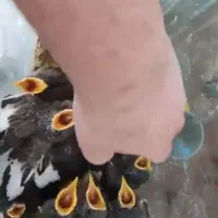 جوجه مینا