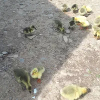 غاز|حیوانات مزرعه|سیاهکل, |دیوار