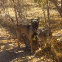 سگ سرابی اصیل معاوضه با عراقی یا کفتر|سگ|بهار, |دیوار