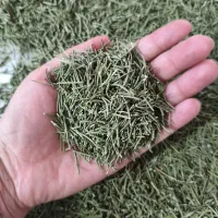 رزماری تازه خشک شده