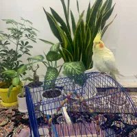 فروش عروس هلندی لوتینو دستی