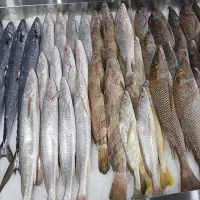 انواع خوشمزه ترین و تازه ترین ماهی های جنوب عمده|ماهی|تهران, فاطمی|دیوار