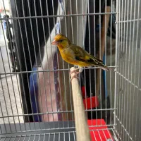 سهره دهن لر پاک