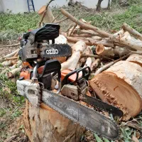 درخت بری و حرس کاری