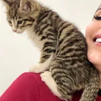 واگذاری گربه ۲ ماهه و ۲ ساله