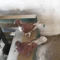 کبوتر غریبگیری