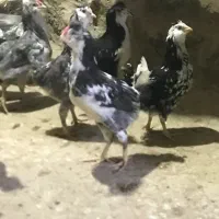 مرغ و خروس گلین