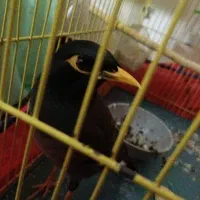 مرغ مینا نر سخنگو