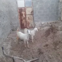 دو عدد کهر ماده به فروش می رسد