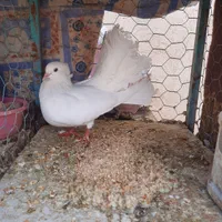 ماده دم چتری|پرنده|اصفهان, مهدی آباد|دیوار