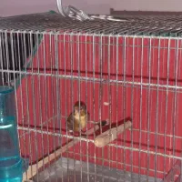 ۲عدد سهره قناری خوش رنگ‌ خوش صدا