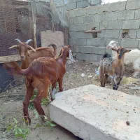 کهره ماده|حیوانات مزرعه|جم, |دیوار