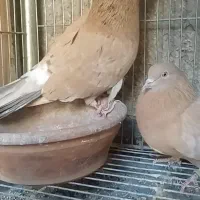 کبوتر کفتر زرد