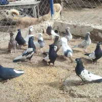 فروش کبوتر تهرانی|پرنده|تیکمه داش, |دیوار