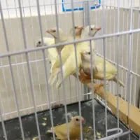 تعدادی جوجه و جوانه گلدین