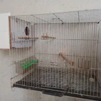 قفس ۵۰ سانتی.لونه،عروس هلندی صحبتی