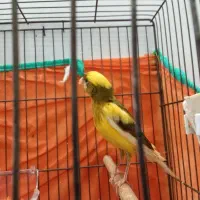 ماده ابلغ آماده