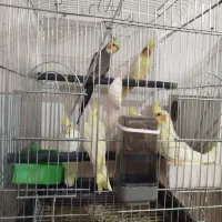 جفت عروس هلندی لوتینو|پرنده|کاشان, صنعت|دیوار