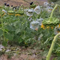 آفتابگردان فروش سرمزرعه