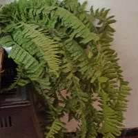 گل مصنوعی سبدی بایه شاخه سرخس پانصد تومن