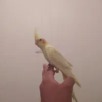 عروس هلندی دوماه ونیمه