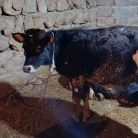 گوساله نر هلشتاین