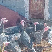 فروش بوقلمون|حیوانات مزرعه|بم, |دیوار