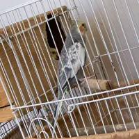 عروس هلندی جفت