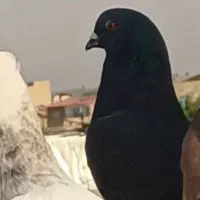 ۸کبوترطوقی با شازده پرشی