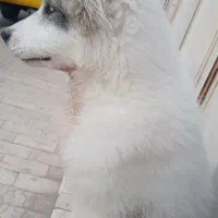 سگ هاسکی گمشده|سگ|یزد, |دیوار