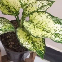 سنگ عتیقه|کلکسیون اشیاء عتیقه|بروجرد, |دیوار