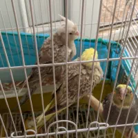 عروس هلندی رام با تخم و جوجه|پرنده|کرمان, |دیوار