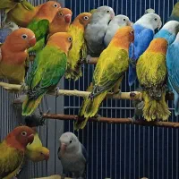 طوطی برزیلی در رنگ های خاص|پرنده|تهران, شهید فکوری|دیوار