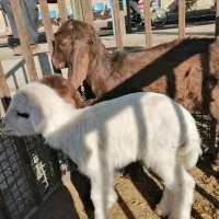 حیوانات مزرعه|حیوانات مزرعه|سبزوار, خسروجرد|دیوار