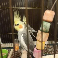 عروس هلندی نر