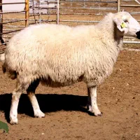 فروش گوسفند ( بره) کشتاری (عمده و خرده)