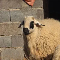 بره نر بومی|حیوانات مزرعه|میبد, |دیوار