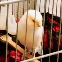 قناری ماده رسمی بلند