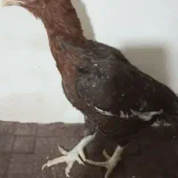 فروش تعداد مرغ لاری