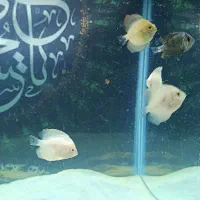 گله پنج عددی ماهی دسیکس