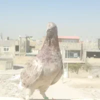 کبوتر|پرنده|خمینی‌شهر, |دیوار