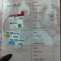 سگ شیتزو نر|سگ|نورآباد ممسنی, |دیوار
