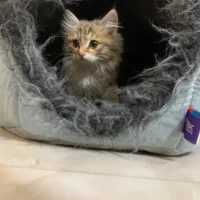 واگذاری بچه گربه|گربه|سلماس, |دیوار