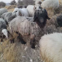 قوچ بختیاری