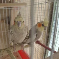 عروس هلندی مولد