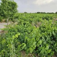 باغ ۵ هزار متری تاکستان