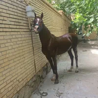 اسب عرب یک سر|اسب و تجهیزات اسبسواری|یزد, |دیوار