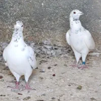 کبوتر گوره و غوره نر و طوقی|پرنده|وحدتیه, |دیوار